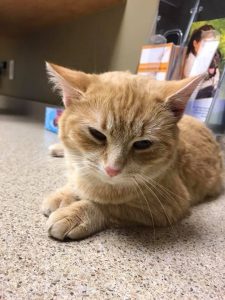 Cat ottawa