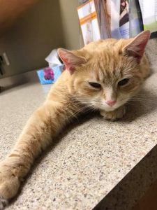 cat Ottawa