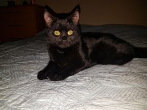 Black Kitten Ottawa