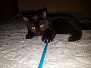 Black Kitten Ottawa